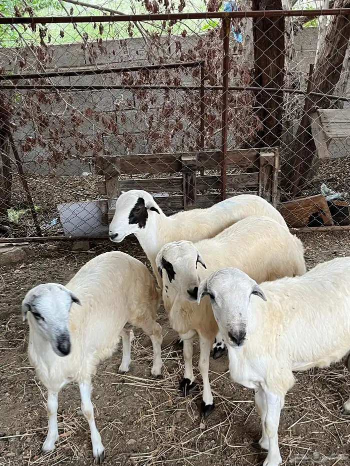 خرفان رفيديات( تم البيع ) 0