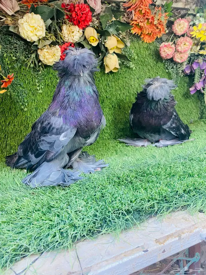 البيع طبه بخاره اخر ريشتين 1