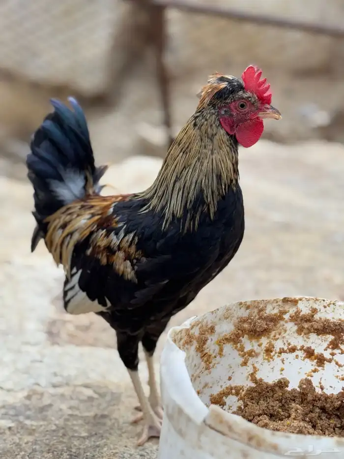 ديك عربي أفرق مقبع فاخر 3