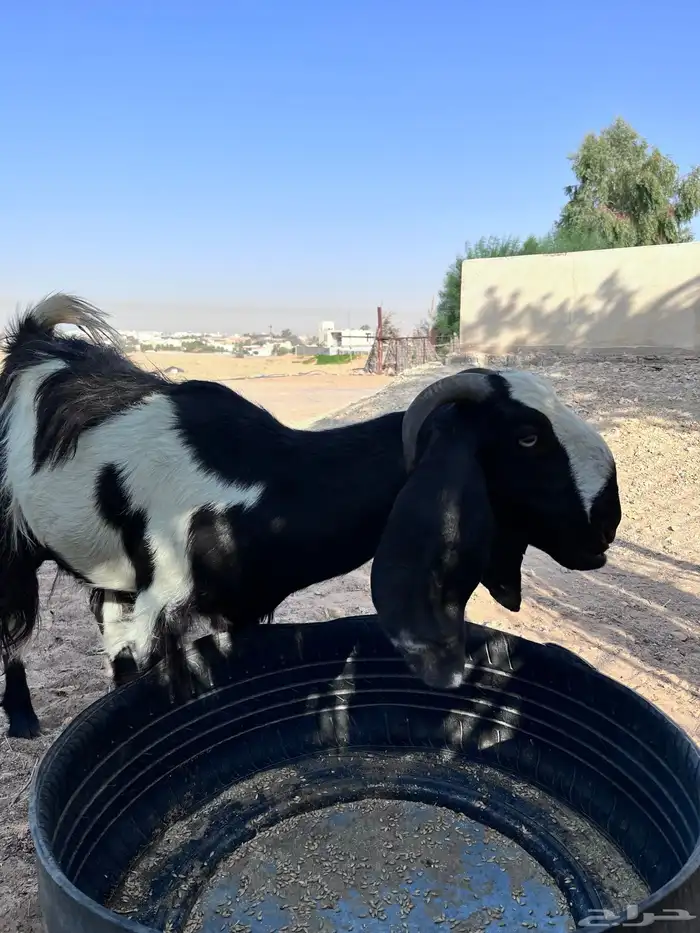 عنز دافع 1