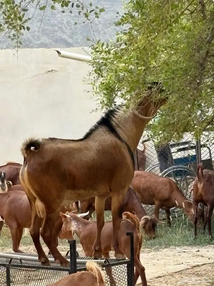 تيس فحل مشروط 4