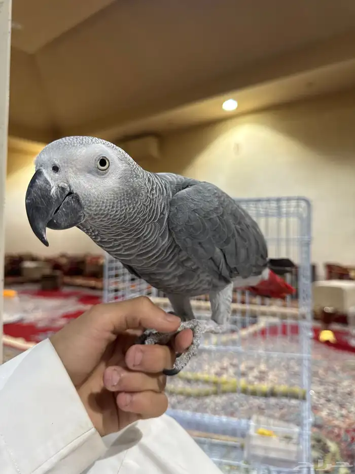 كاسكو أليف متكلم 1