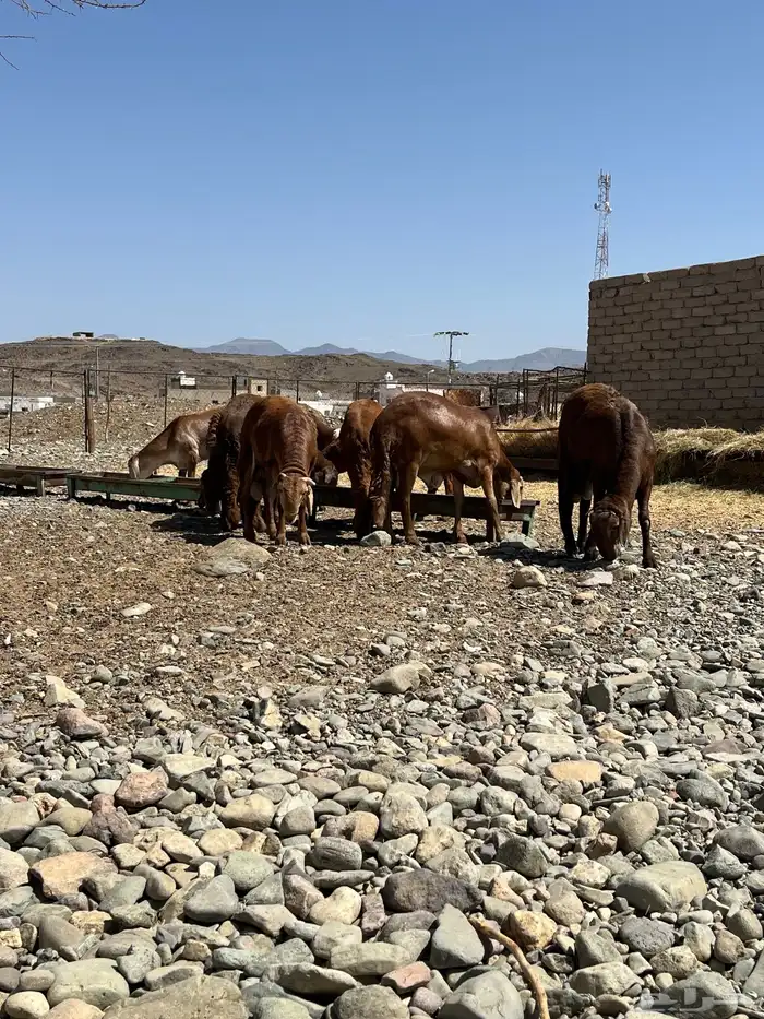 سواكن حمري ذبايح مناسبات مرابي 3 شهور و نص 3
