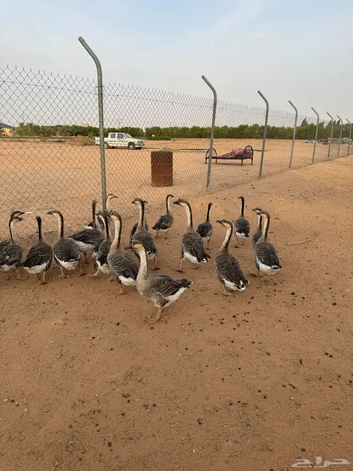وز عراقي بياض 4