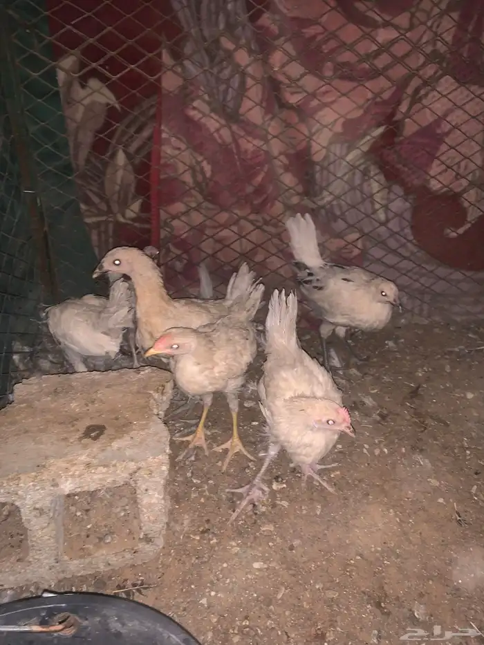دجاجة راجنه مع فروخه 4