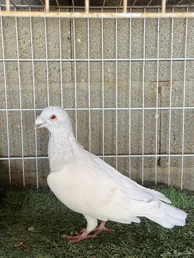 حمام زاجل 0