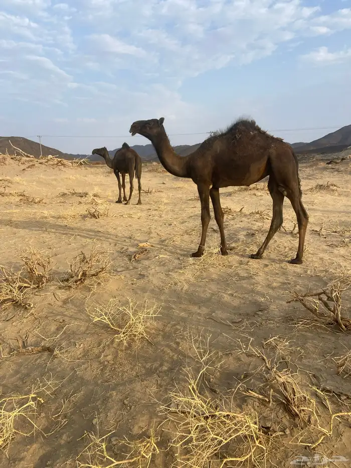 رنيه 3