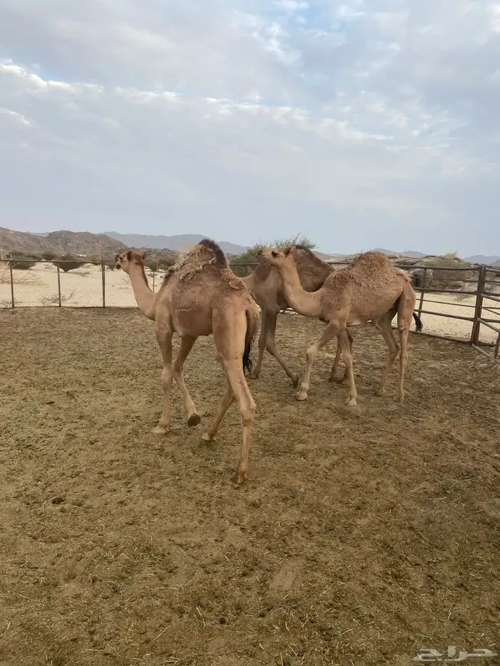 قعدان للبيع 13