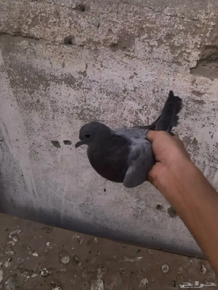 ذكر صنعاني منتج شرط 3
