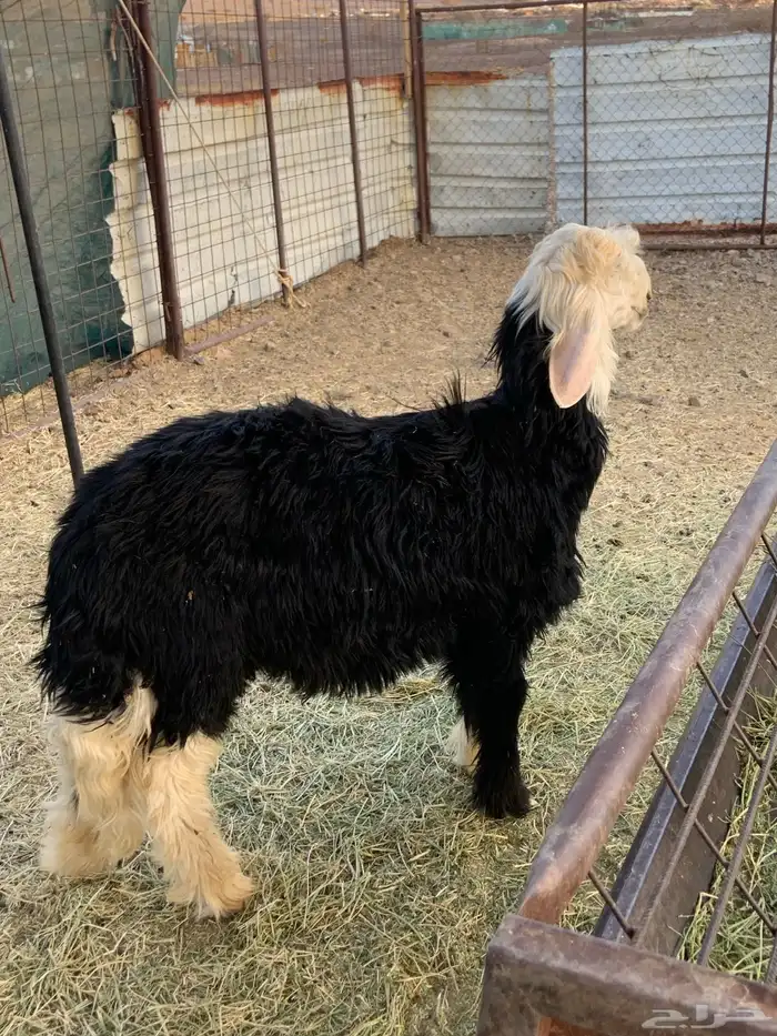 طلي نجدي طيب 2