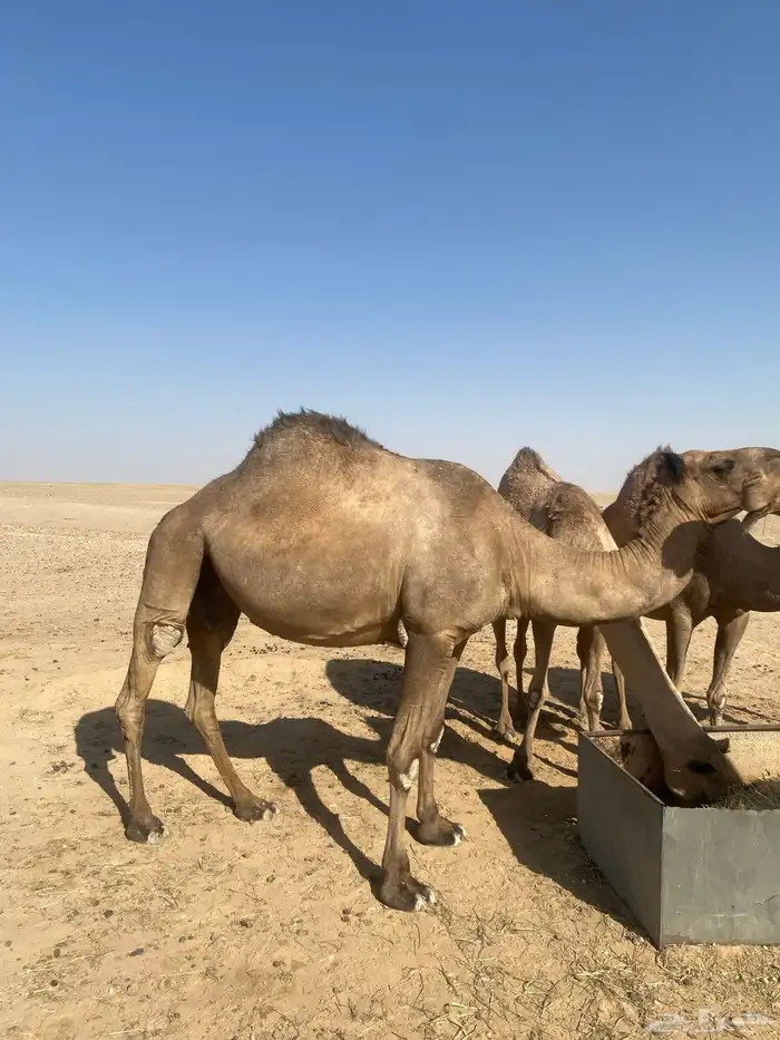 لقحتين صفر للبيع 1