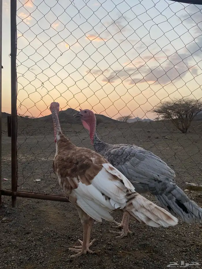 ديكين رومي 1