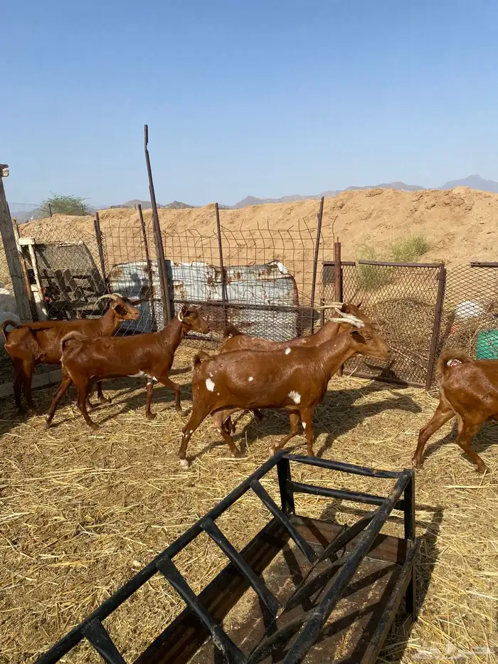 معزا محايلات 8