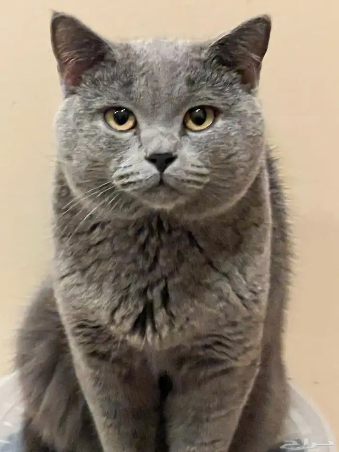 for adoption 0