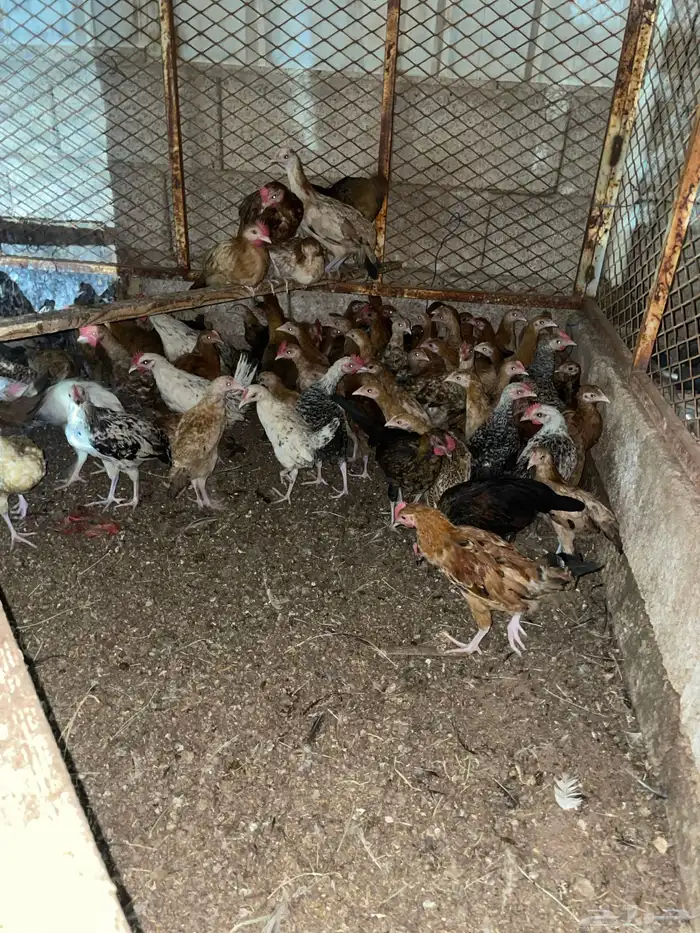 دجاج عمر شهرين ونص 2