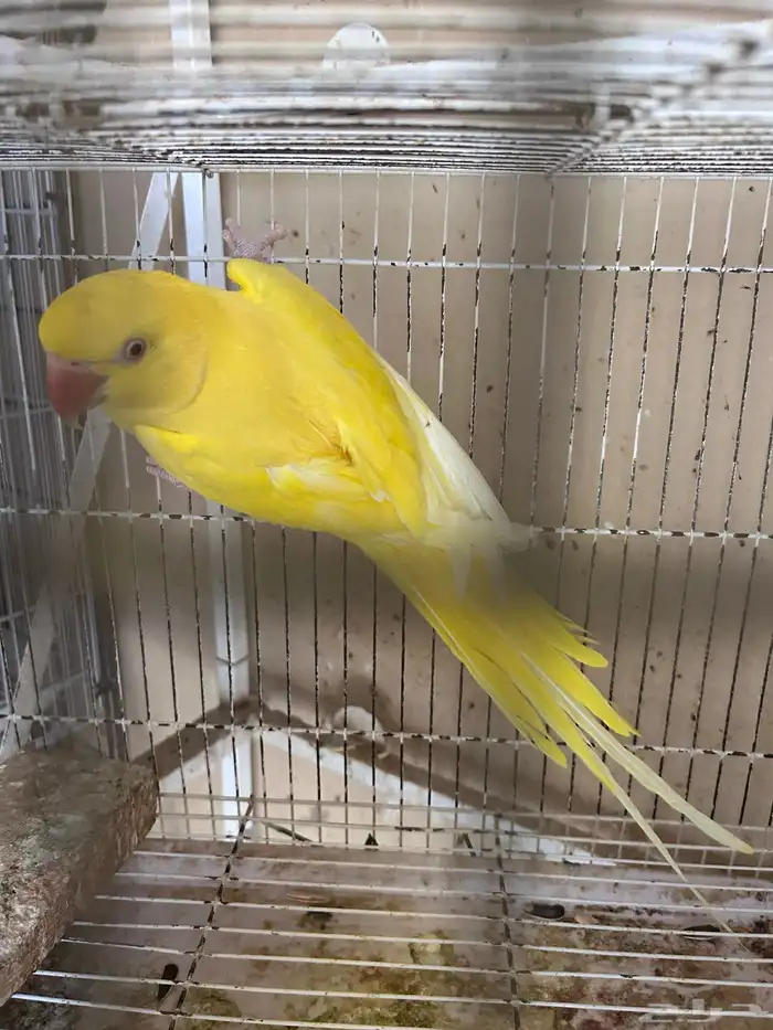 انثى درة لاتينو 0