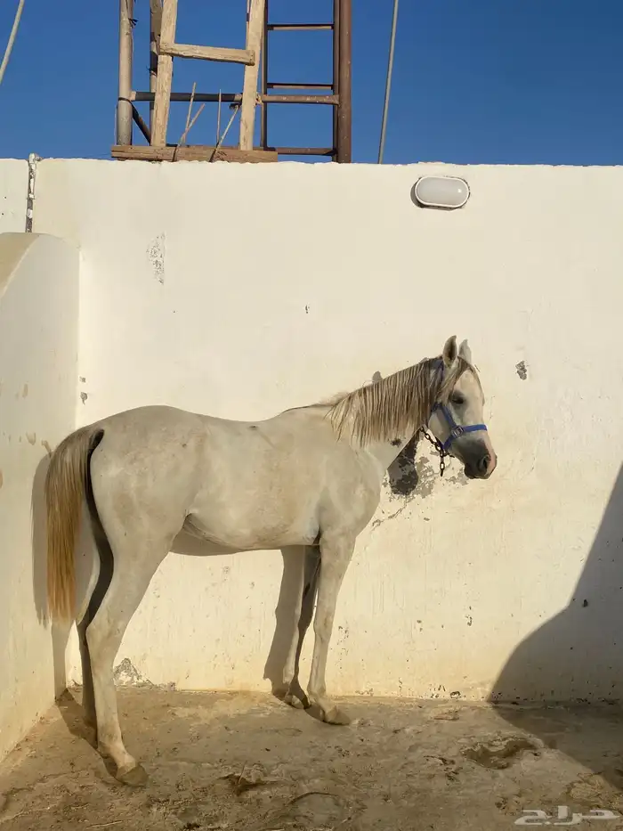 مهره شعبيه للبيع 1