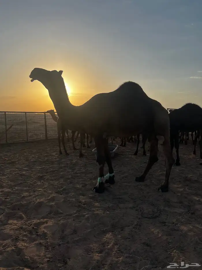 فحل مجاهيم شرط ضراب وعشار 13