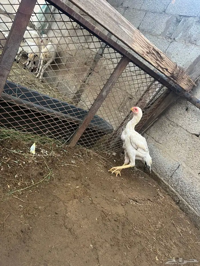 دجاجه فارسي 2