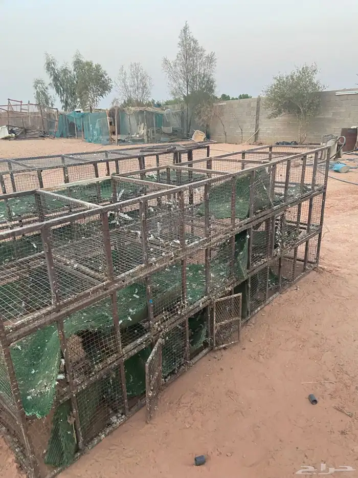 بط وأرانب 14