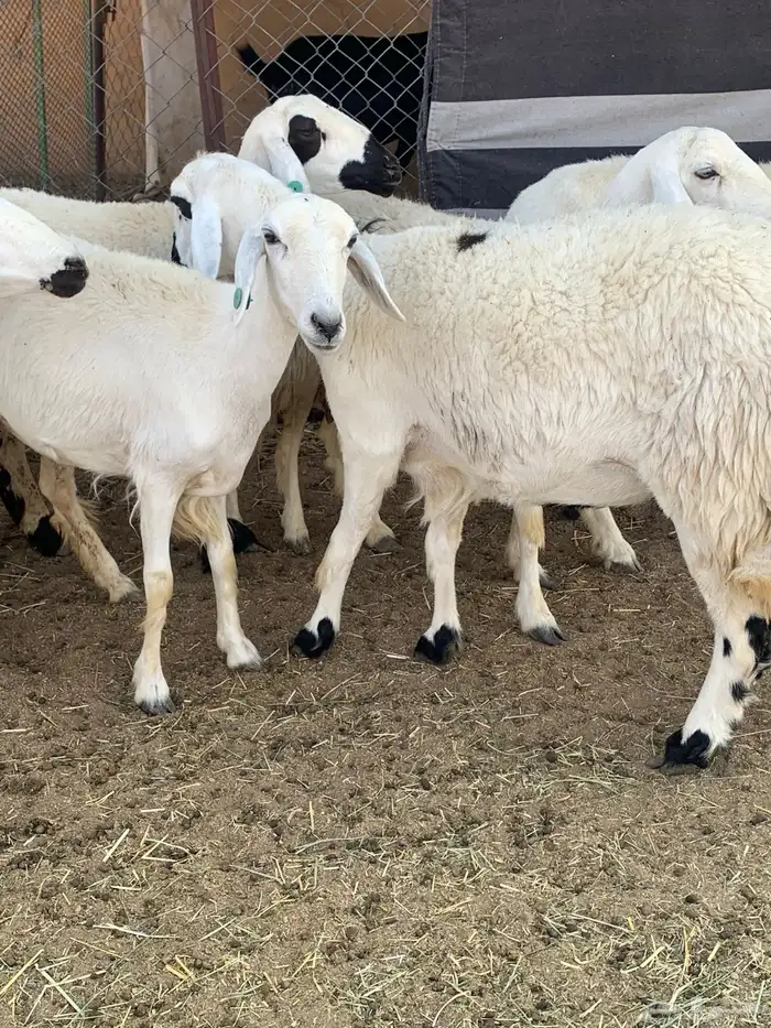 غنم صنف 6