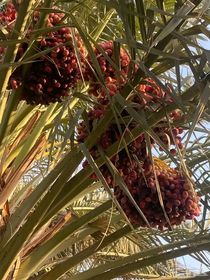 نبته نادره 2