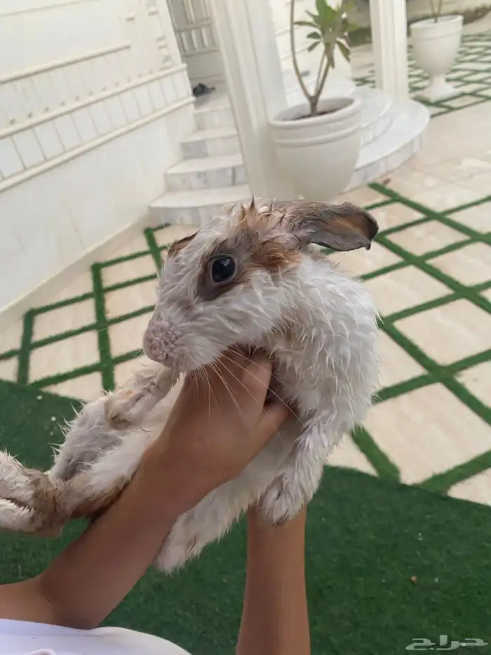 أرانب تربيه بيت ومزرعه الكل جزر وكل شي رز اي شي يأكل وعشب 2