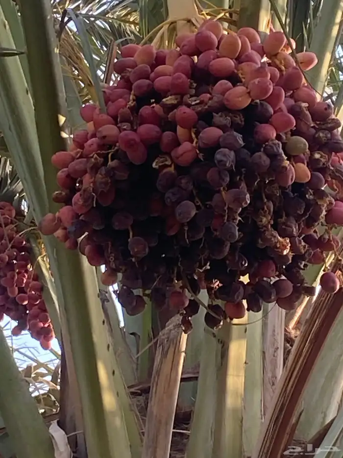 نبته نادره 0