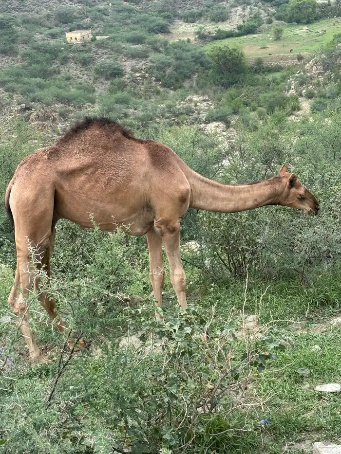 قعود للبيع العمر سنه و 5 اشهر 1