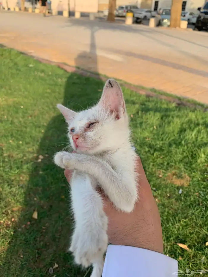 قطط بلدي صغير للتبني 3