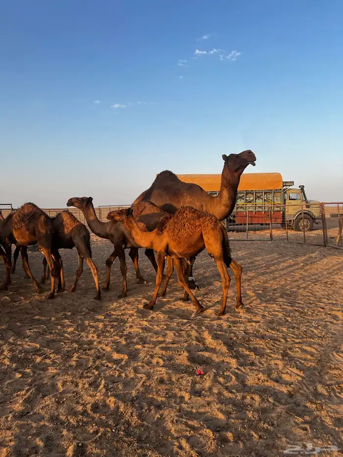 فحل مجاهيم شرط ضراب وعشار 4