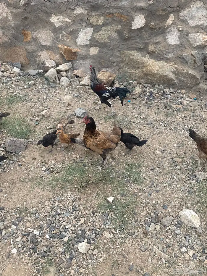 دجاج للبيع 0