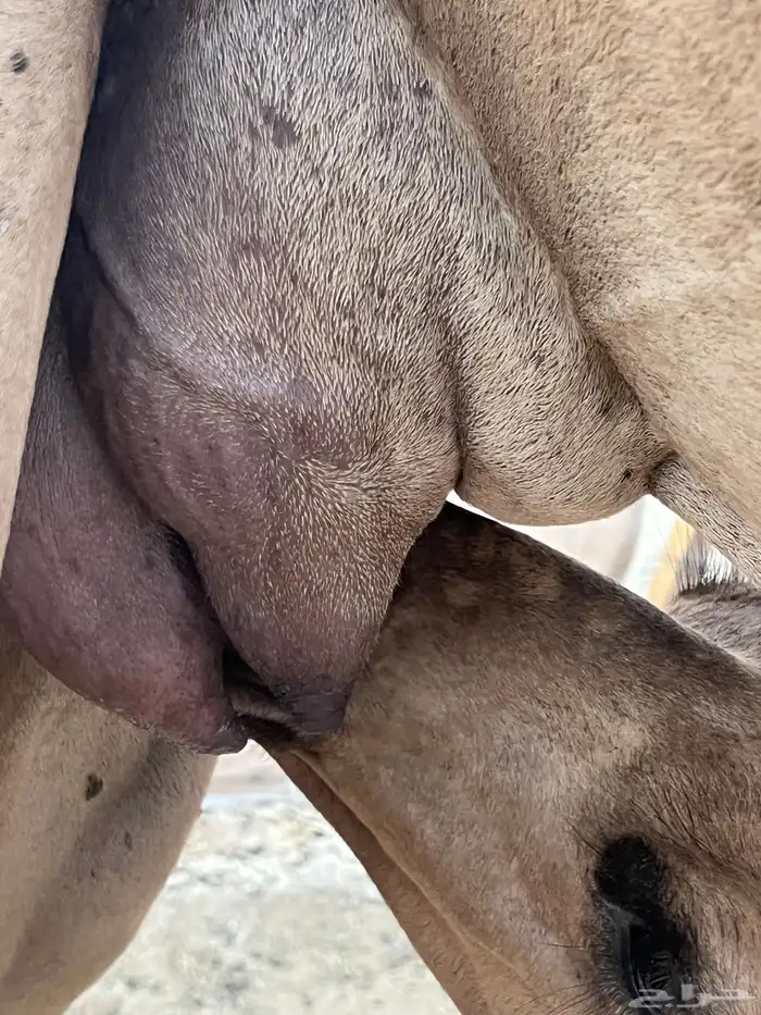 بكره تحتها بكره 10