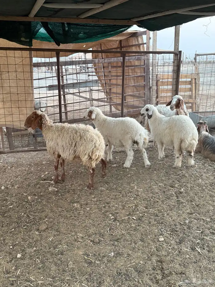 نعيم رغايث متابيع 11