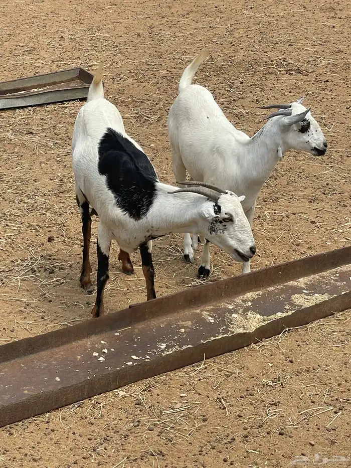 شاه بيشيه وبتها للبيع 0