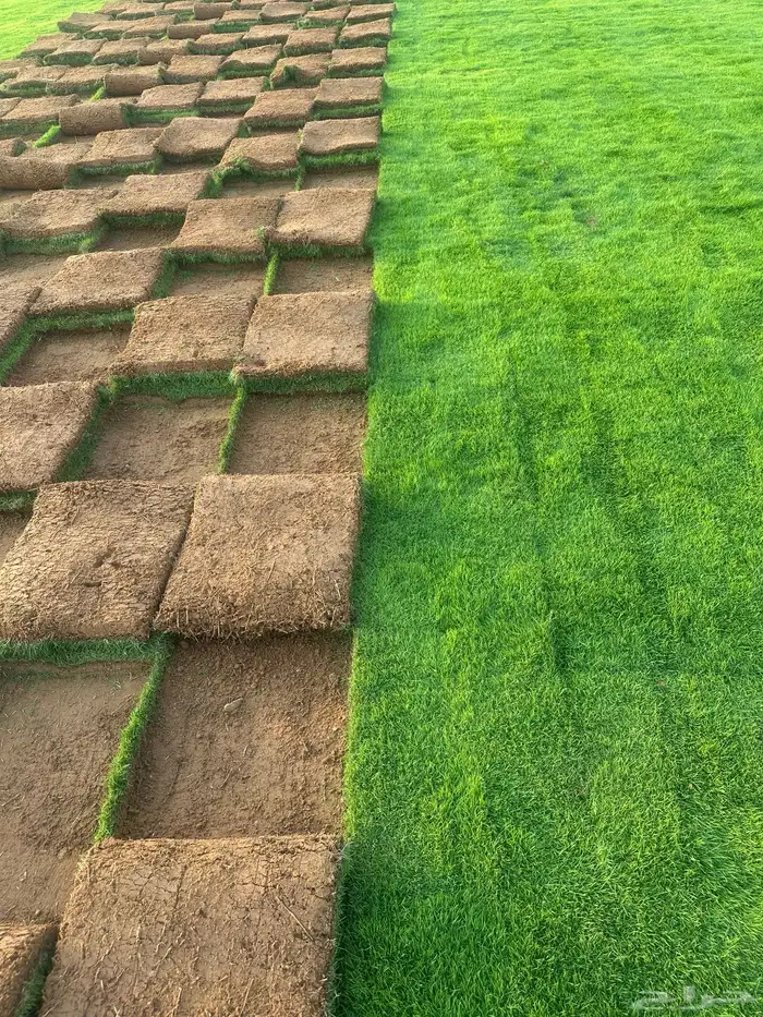 Natural Francese Grass Best Quality Pure Green And Clean 7