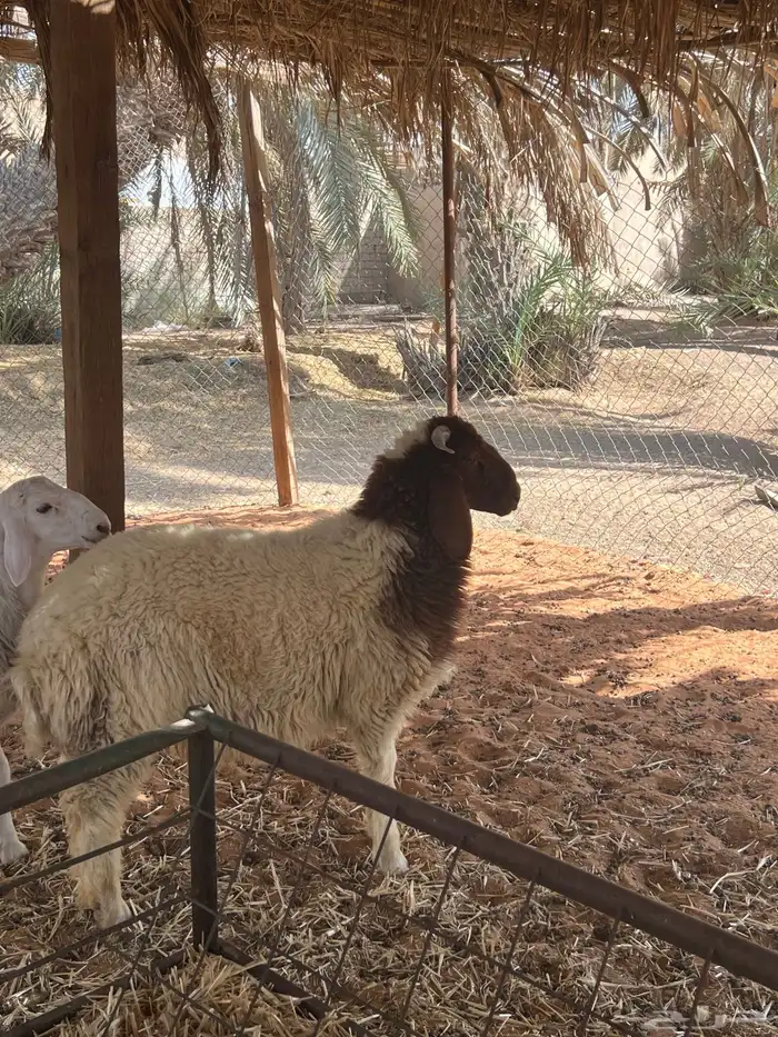 طلي نعيمي 0