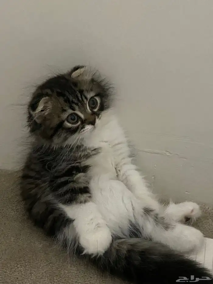 قط ذكر للتزاوج سكوتش فولد لونق هير ( - ) 3