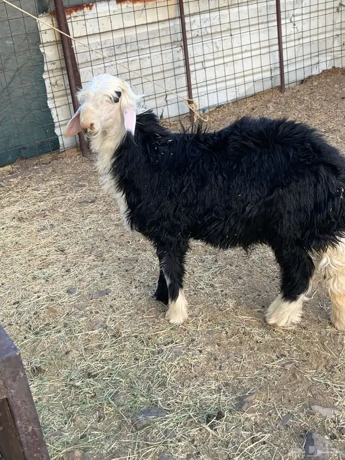 طلي نجدي طيب 4