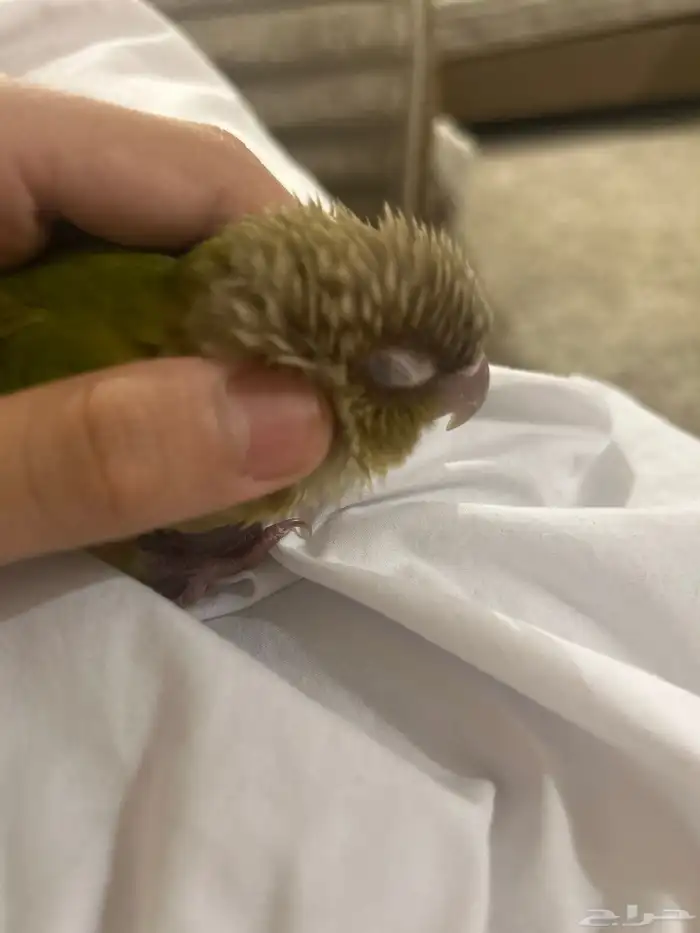 كنيور اناناس هدد (تم البيع) 1