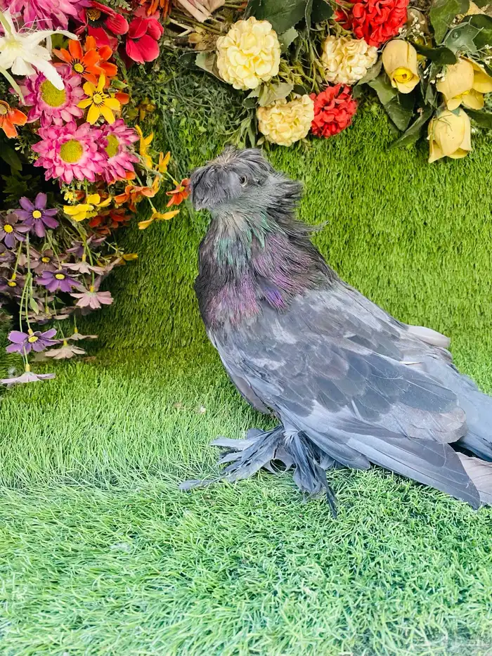 البيع طبه بخاره اخر ريشتين 14