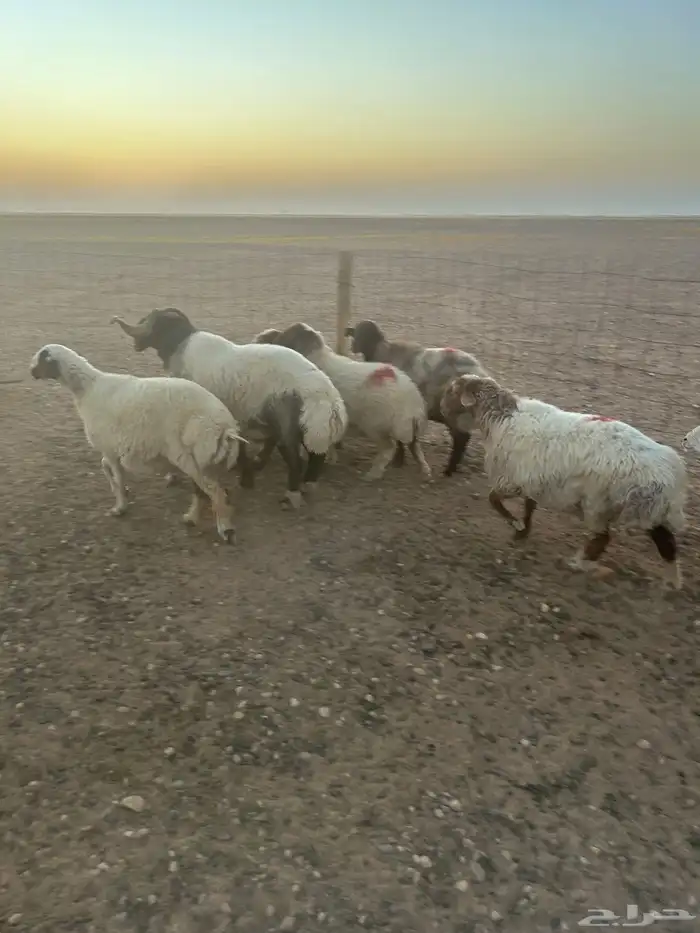 للبيع غنم نعيم مطافيل ودفيع 12