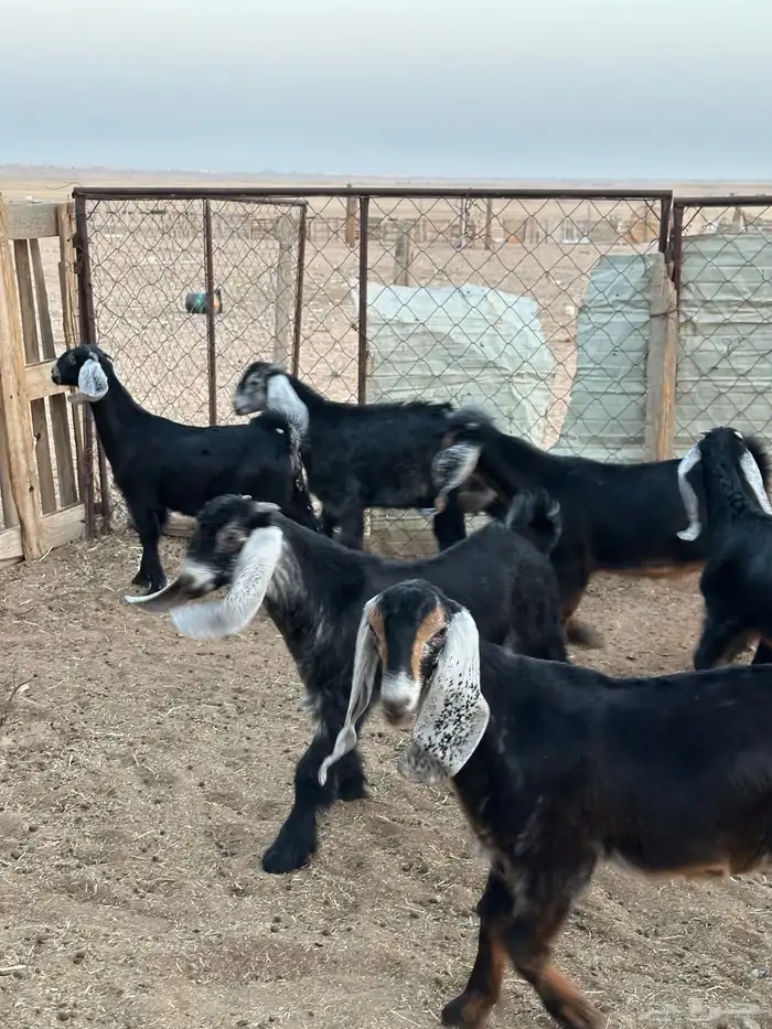 تيوس وجفرات طيبه 0