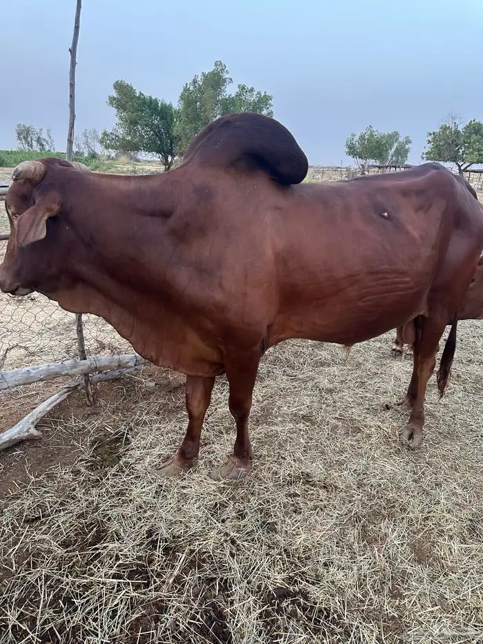 ثور فحل بلدي 0