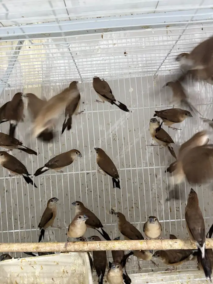 ياسمين أفريقي - زيبرا النخيل ( جملة و فرادي ) 5