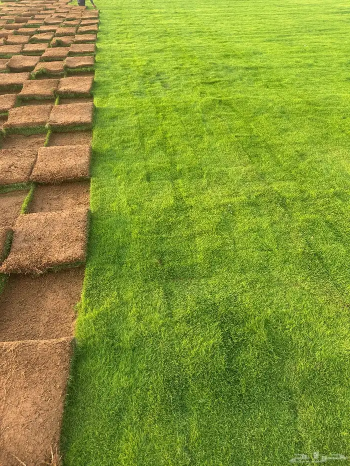 Natural Francese Grass Best Quality Pure Green And Clean 3