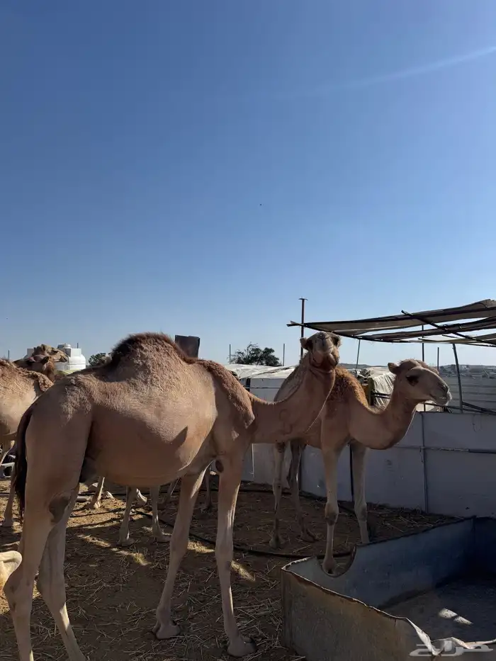 قعدان للبيع 2