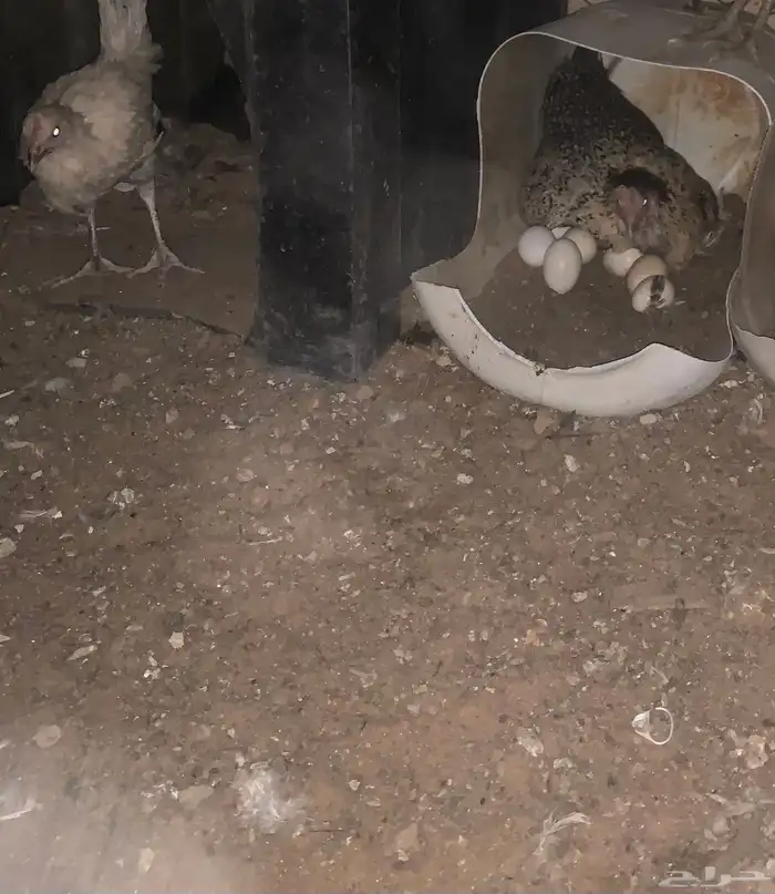 دجاجة راجنه مع فروخه 3