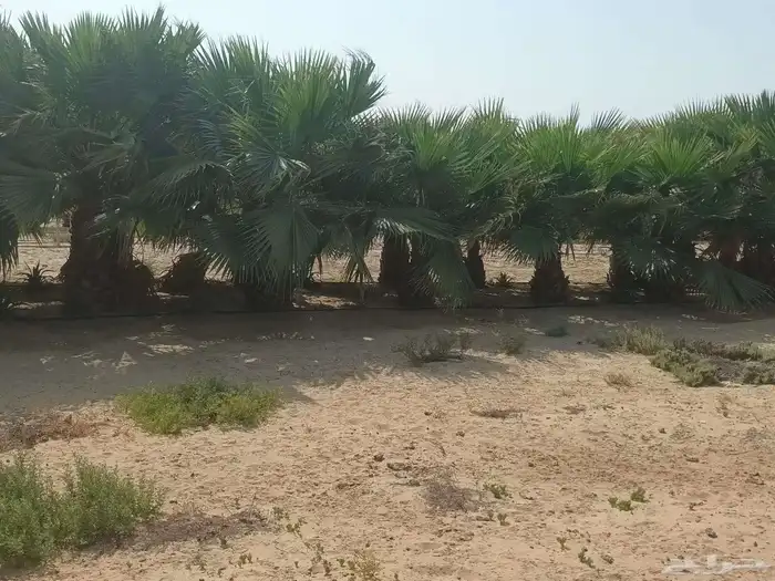 نخيل واشنطن وأشجار 0