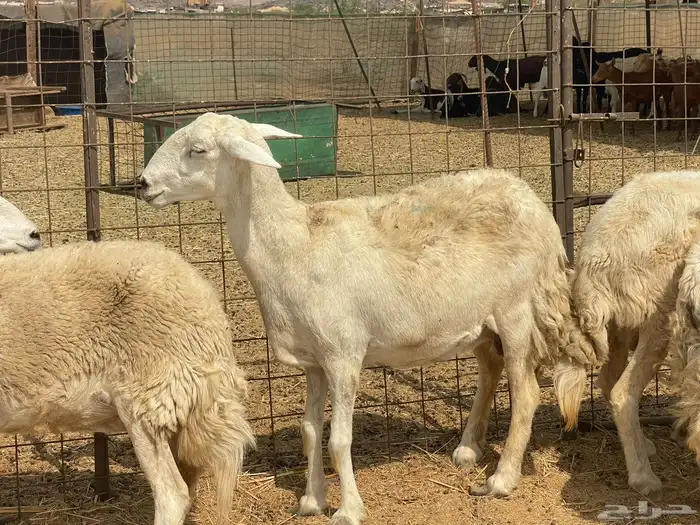 غنم حريات دفيع منوة القاني تبارك الله غنم طيبه 1